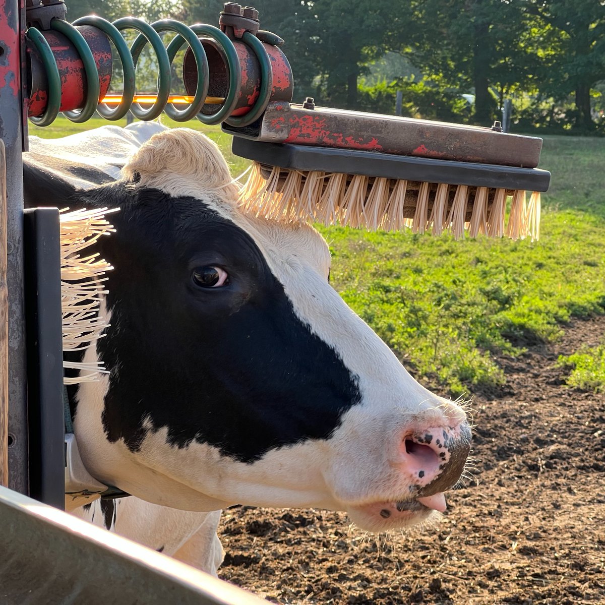 thefarmerscow's tweet photo. #FarmFriday Does my hair look good? I just got back from the Milking Parlor! #cowhumor #farmfunnies https://t.co/IruNTJN3XY