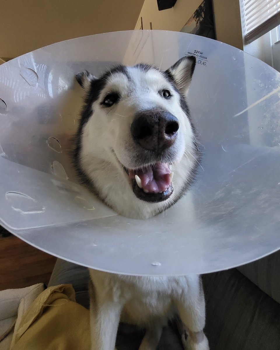 dog_rates's tweet image. This is Luna. She was hit by a car and had to get a plate in her leg. Thought an extra plate should come with extra dinner, and was disappointed to learn it's not that kind of plate. We covered the remainder of her care and wish her the best. 13/10