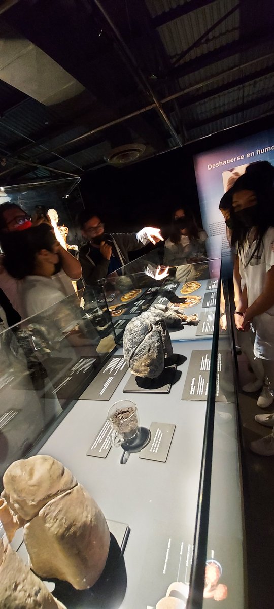 SociologistaNo1's tweet photo. Jose Luis lo vuelve a hacer ♡ un gran guía en el recorrido por #BodyWorlds, de @iicmuseouabc https://t.co/nOrX7kLhoN