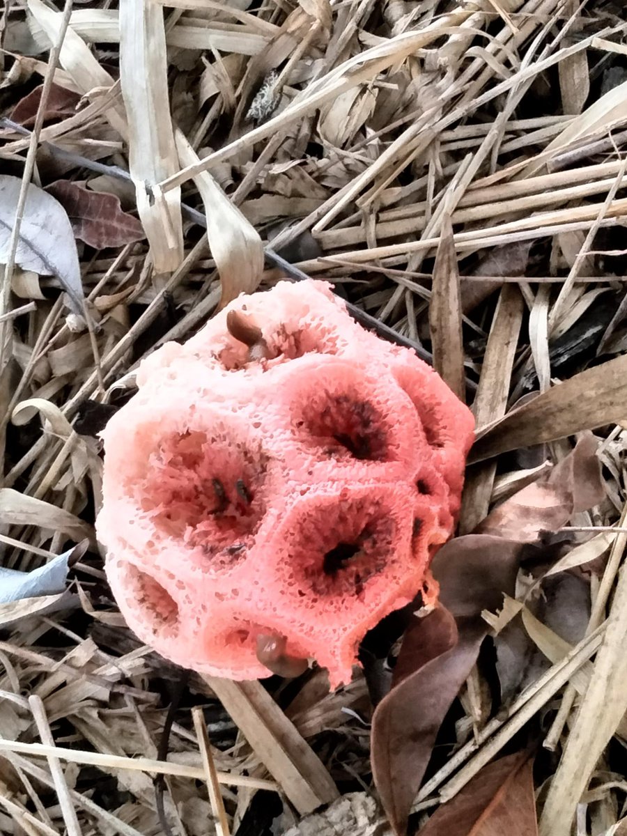 hopblooded's tweet photo. @rob_yaxley @FungiwithBengi Must be what this is? https://t.co/xM2Q4xy7uF