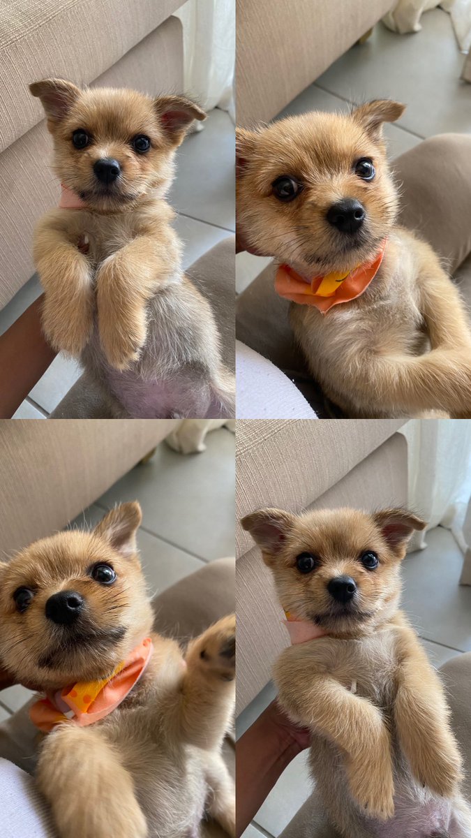 3 months later and we’re HERE! 🫶🏽🔥This is him after his first haircut 🤍✨