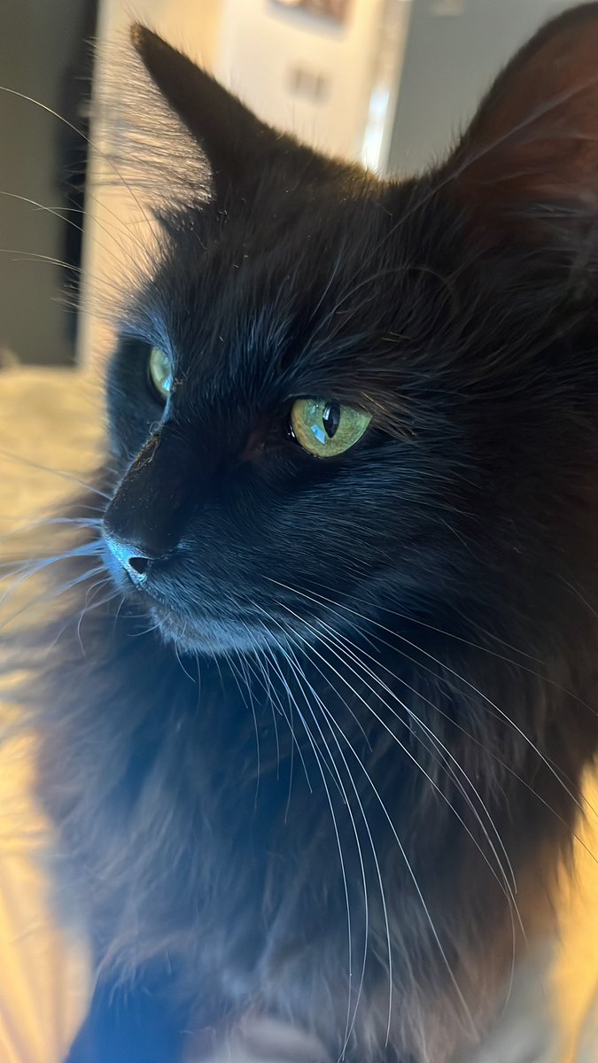RupaulCat's tweet photo. It’s been a while but I had to share this pic of me looking fabulous in this light https://t.co/OvhO1tsXao