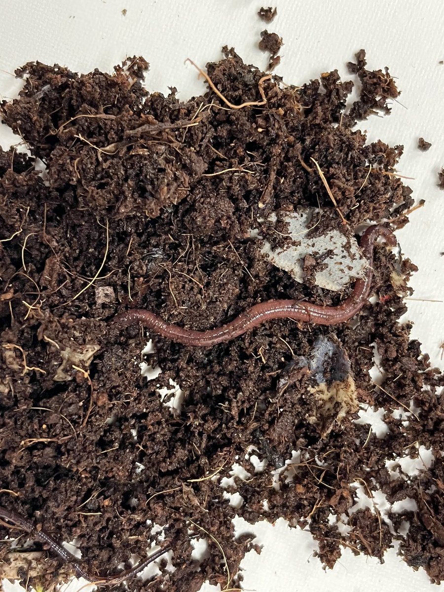 ProfJosevoley's tweet photo. 1st grade Badgers learn how worms create compost. Thank you “Keep Austin Beautiful” @AustinISD https://t.co/YSPopNbQYW