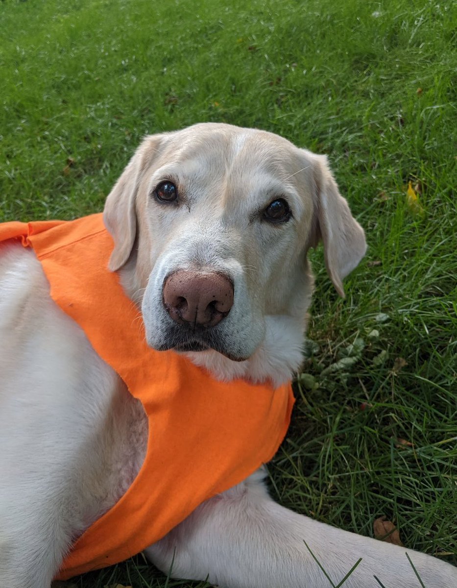 Hankster The Houndster tweet media