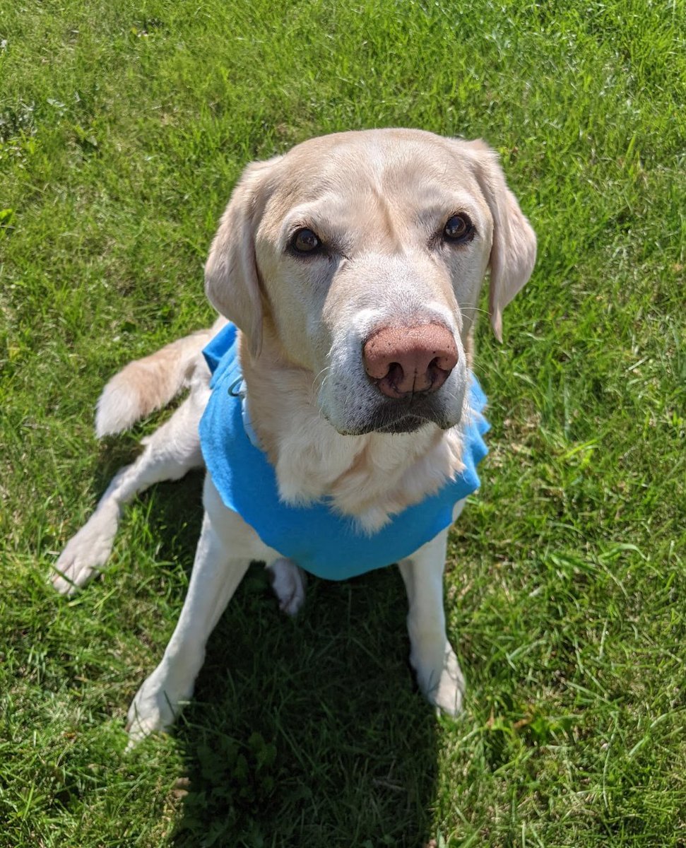 Hankster The Houndster tweet media