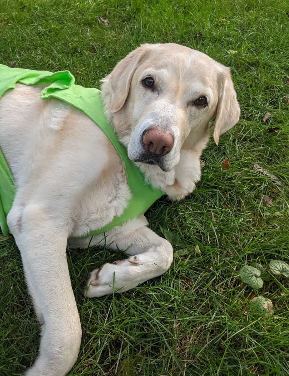 Hankster The Houndster tweet media