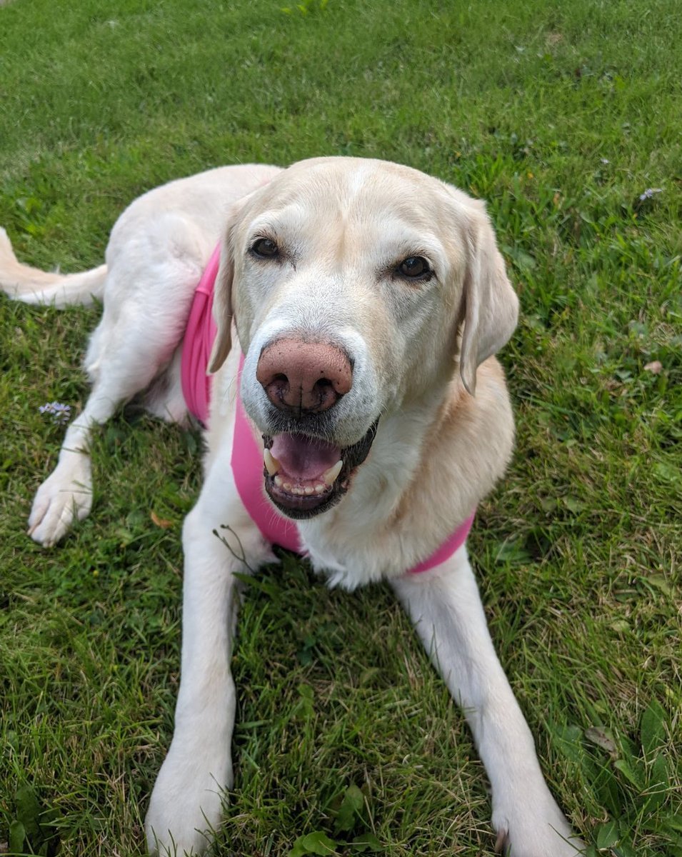 Hankster The Houndster tweet media