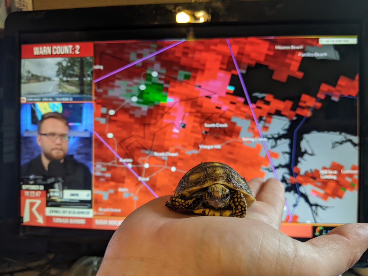 RustyTorty's tweet photo. @ryanhallyall &amp; @BluekandyWX 🐢 🐢 Meet your "newest" pet fan - This 2 day old tortoise needs a weather related name. Thanks for keeping us informed. 🐢 🐢 https://t.co/25SbjBgosM
