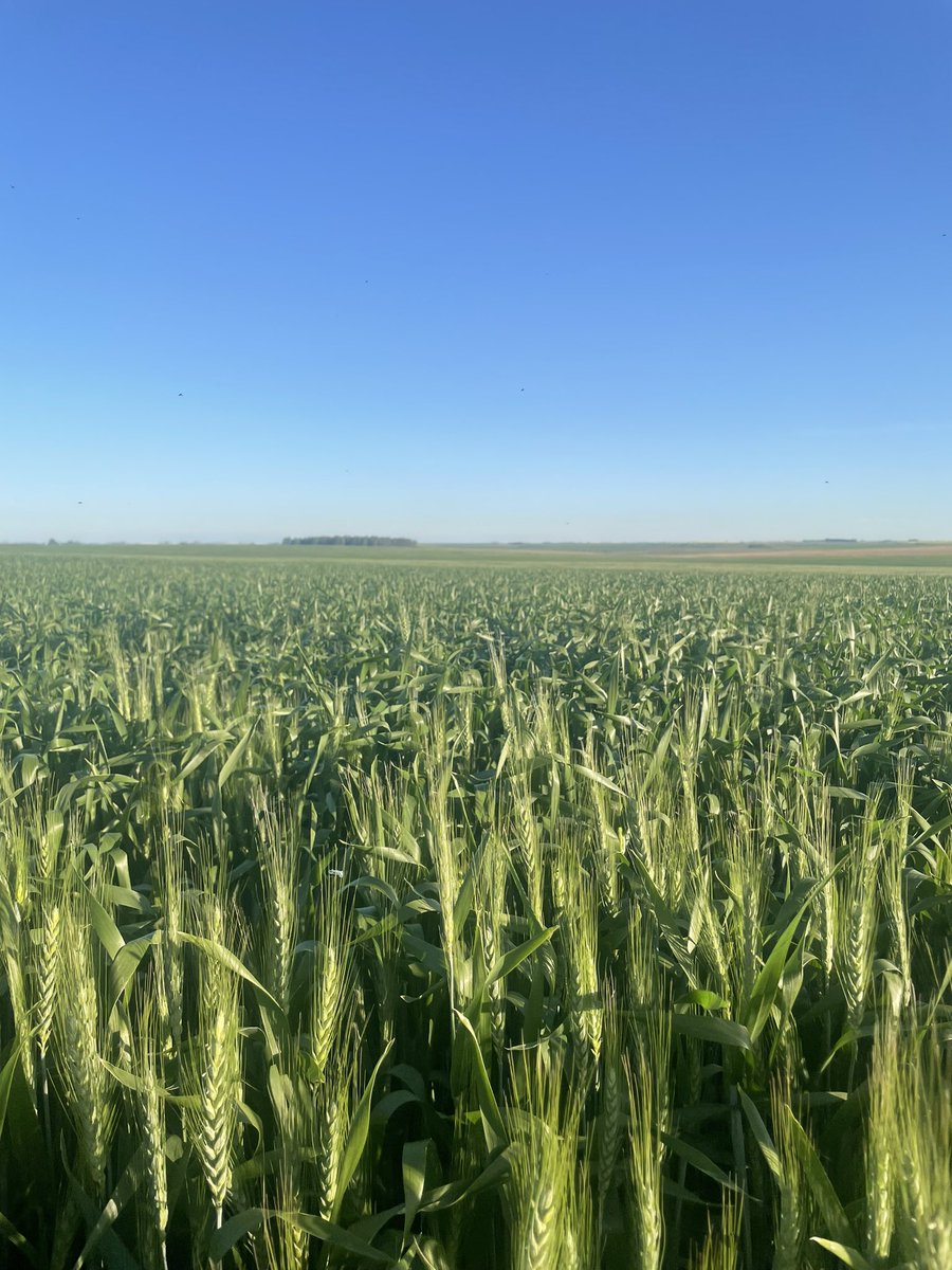 CECILIAMACCIO's tweet photo. Esperamos el agua pronto para Syn 211 y Buck Fulgor https://t.co/VBL3zxf1sP