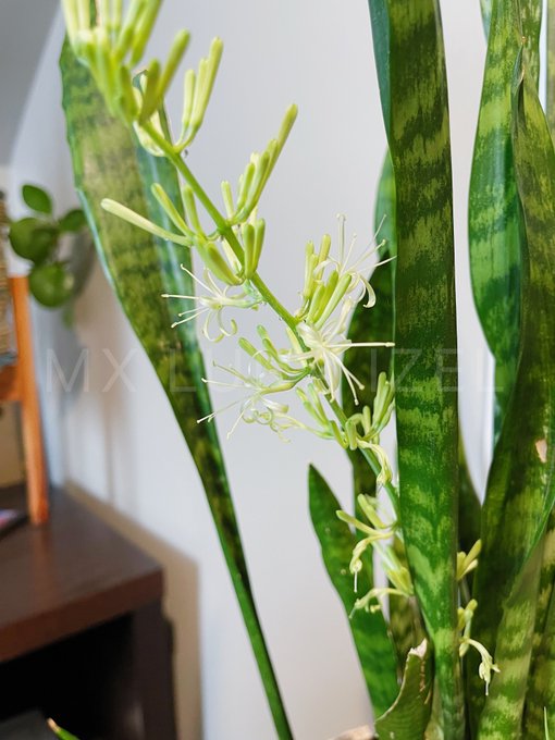 Look what was happening behind me during our @RedKeyClub meeting yesterday! I swear the blooms hadn't<a class="tags" target="_blank" title="On Twitter" href="/?out=eyJ0eXAiOiJKV1QiLCJhbGciOiJIUzUxMiJ9.eyJpYXQiOjE3MjYyMzEzNzQsImlzcyI6InR3cG9ybnN0YXJzLmNvbSIsIm5iZiI6MTcyNjIzMTM3NCwiZXhwIjoxNzU3NzY3Mzc0LCJyZWRpcmVjdF91cmwiOiJodHRwczovL3R3aXR0ZXIuY29tL1JlZEtleUNsdWIifQ.cbDunT80ckca-irtqxD4cbYue245y8WCffO5qjUvdDKmFLj1oD0nKkxpr3Au-xRUaL1Ydx03_F0bYatBq10GvQ">@RedKeyClub</a>