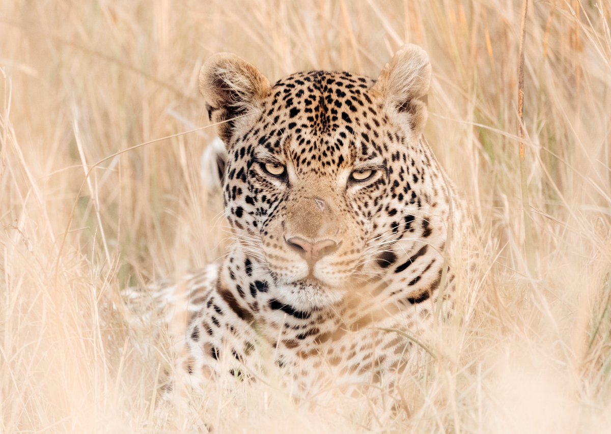 patricktduncan's tweet photo. @Lightroom 🐆 https://t.co/TRkWuXqhfX