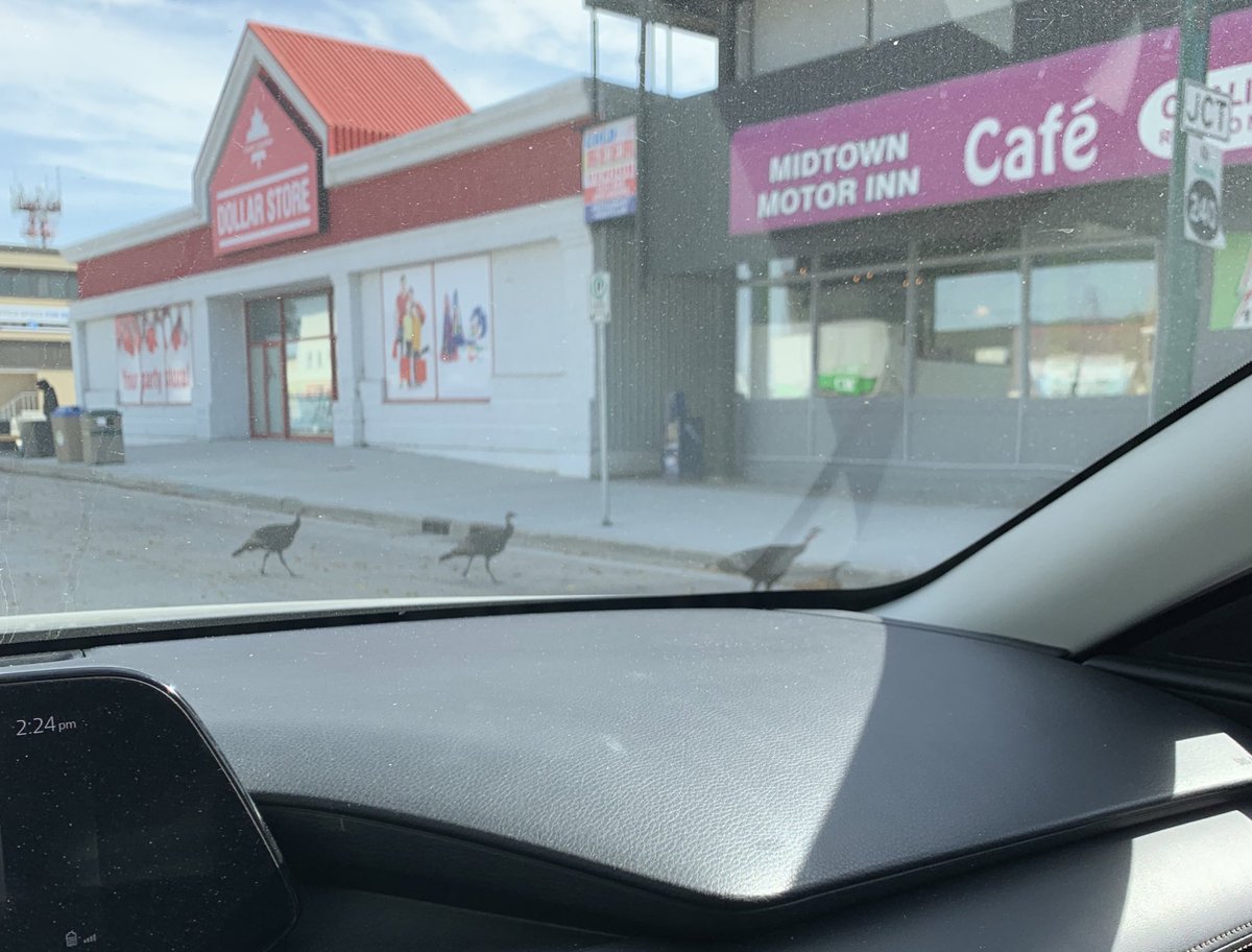 dcal25's tweet photo. Something you don’t see often. Jaywalkers on Saskatchewan Ave in @CityofPortage or it might have been a jailbreak with Thanksgiving on the way #RunTurkeyRun https://t.co/CPNGSHF3vI