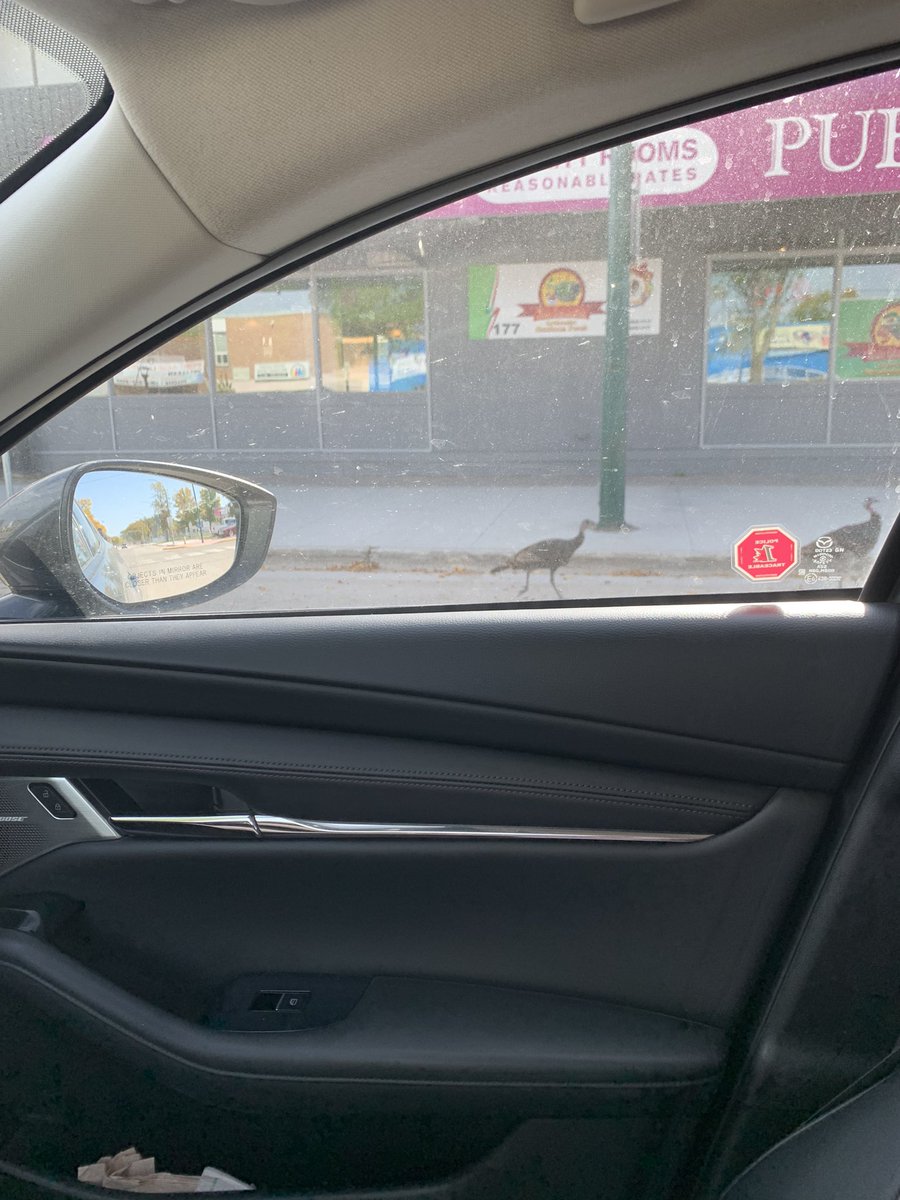 dcal25's tweet photo. Something you don’t see often. Jaywalkers on Saskatchewan Ave in @CityofPortage or it might have been a jailbreak with Thanksgiving on the way #RunTurkeyRun https://t.co/CPNGSHF3vI
