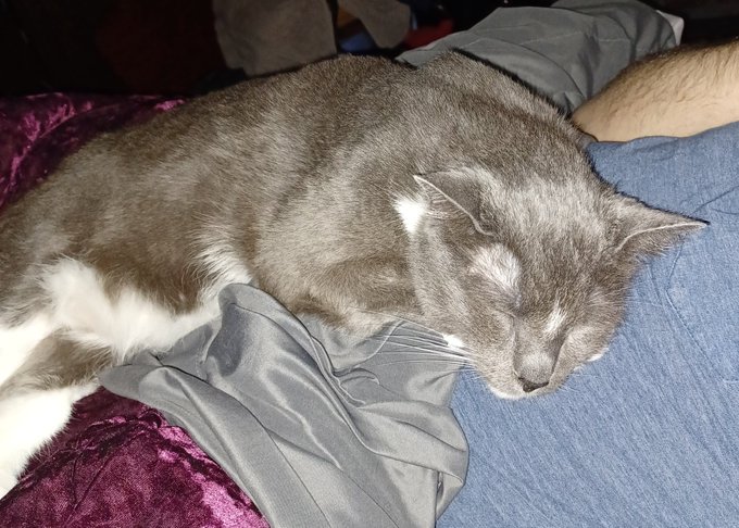 I couldn't sleep so I decided to read a little bit. Toby has other ideas and made himself very comfortable<a href="/tag/stretching"class="tags"><span>#stretching</span></a><a href="/tag/slink"class="tags"><span>#slink</span></a><a href="/tag/squarepegtoys"class="tags"><span>#squarepegtoys</span></a>