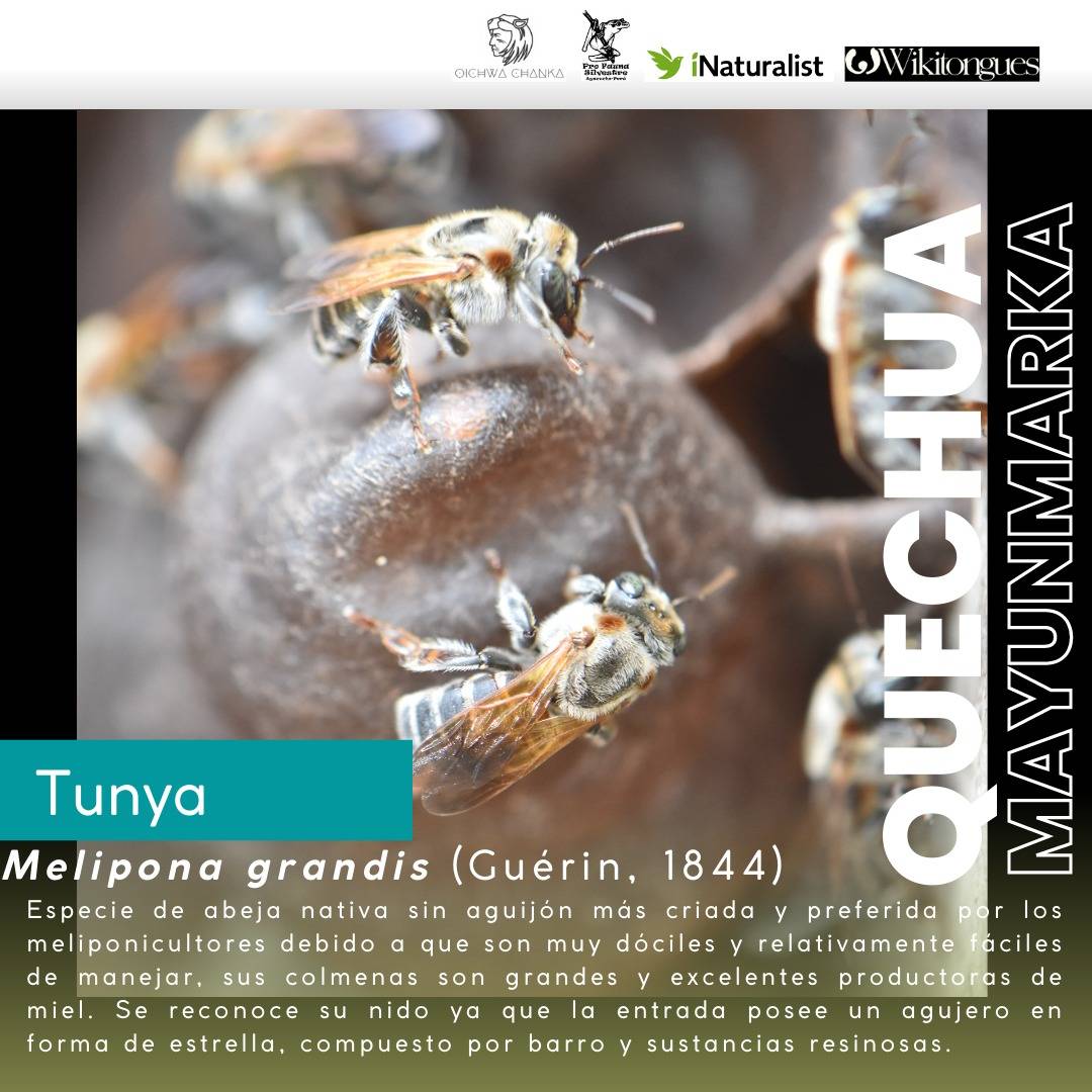 ActLenguas's tweet photo. UYWAKUNA (#fauna)🐝La abeja real (melipona grandis ) = #TUNYA en #quechua de #Mayunmarka
¿Sabían que esta abeja no tiene aguijón?
🐝https://t.co/Q5ow49WZqN
Exploren más #especies con el #proyecto #Mayunmarka del @LivingATLASVivo en #iNaturalist
<https://t.co/IJVFvd6122> https://t.co/lGeO0kV25v