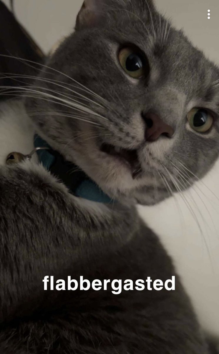 Onionoscopy's tweet photo. @TweetsOfCats https://t.co/arfjzfWLu3