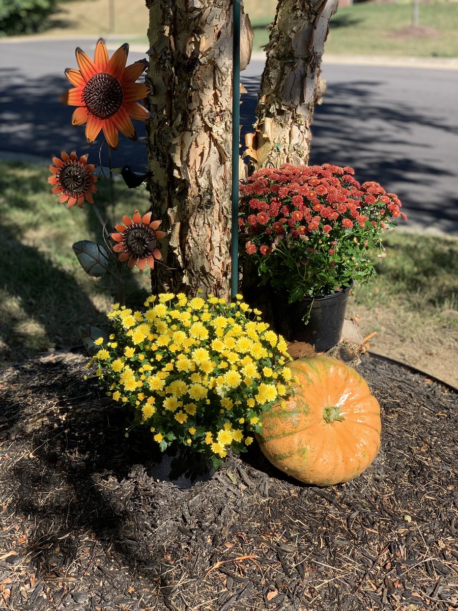 Picked up pumpkins and mums today, and added a sprinkle of pansies too. MJ loves it so I consider this a win. #hellofall 🍁