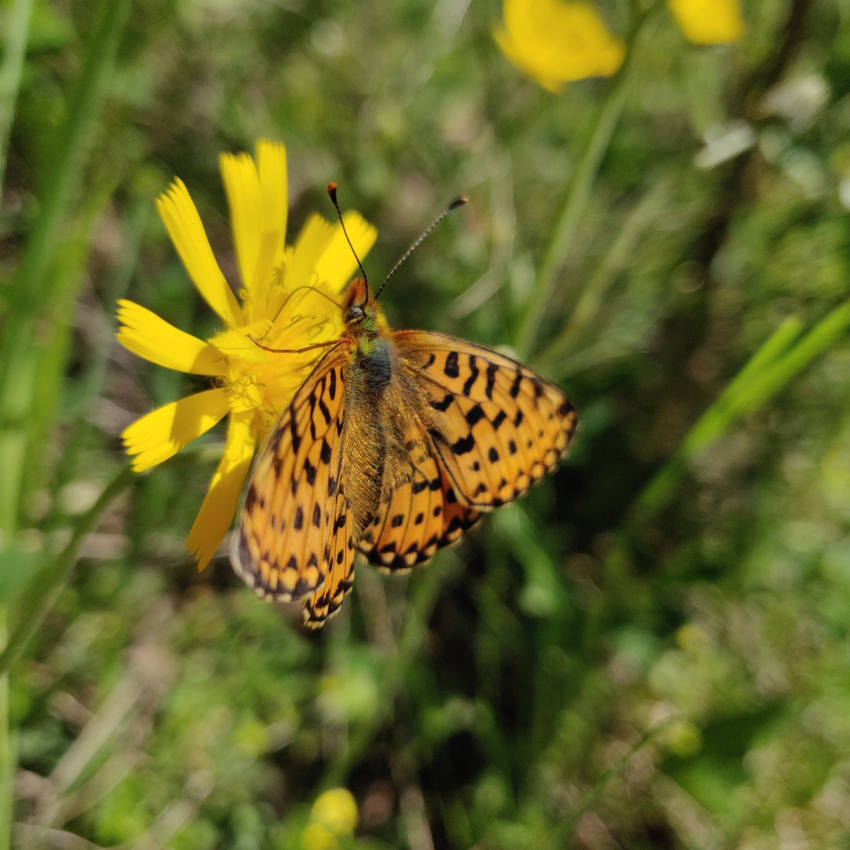 EcoGenetics tweet media