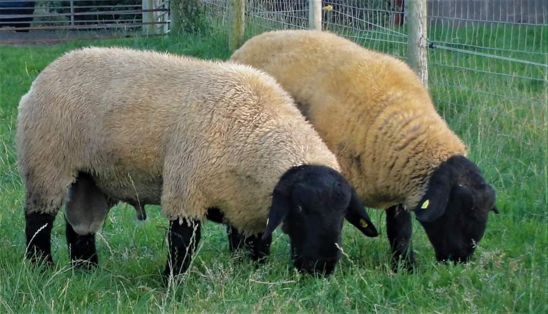 Next Sale
 Roscommon Mart  
Saturday 8th October 
Sale 1.00pm

DAFM approved Pedigree certificates 
Eurostar Sheep Ireland