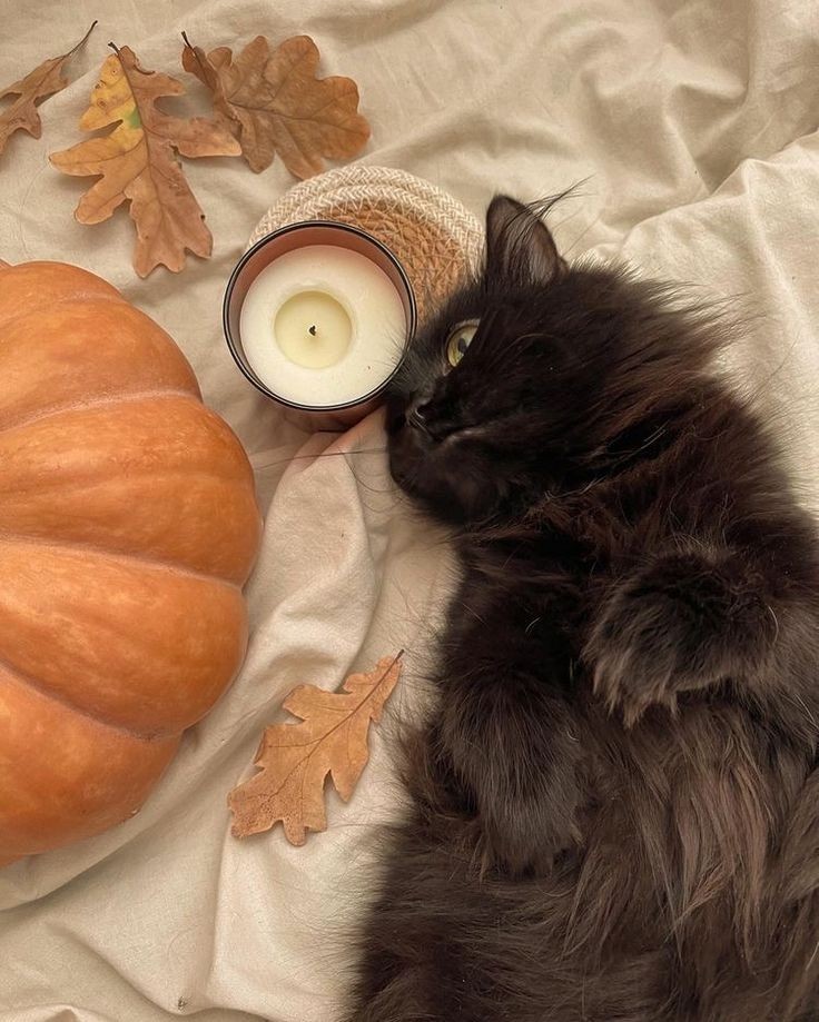 softdeIicacy's tweet photo. it’s almost october!
🍁 .  ✧ ⋆  🎃 ⭒  🐈‍⬛  ⊹ ˚   👻  ✩   ⋆ 🕸️
 ✩  🕷️ .    ˚   ✧     🍁   ♡  🎃˚      ·  🐈‍⬛ 
👻  ⋆ ♡  ⊹     .    🕸️  ✩.    🍁   ✧ 　🎃 https://t.co/SkPOyMntrl