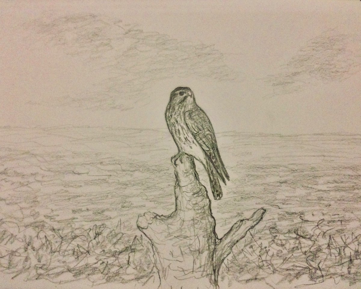 Spring memory of a Merlin on the moor up by Elsdon, pencil sketch, just a glimpse as it launched quickly away from its rotting stump vantage post…. Have a good evening all 👍🍻