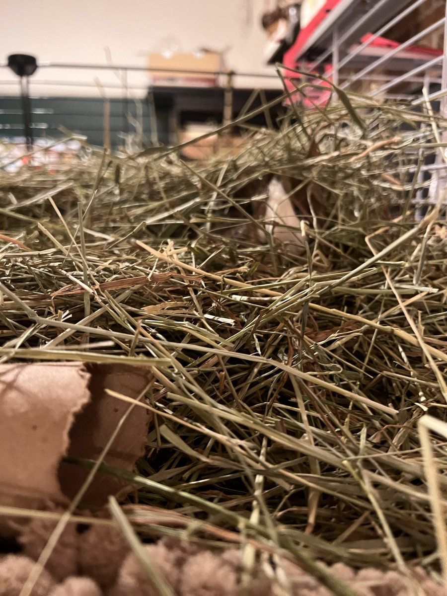 gus: you cant find me mom #HIDE #hay