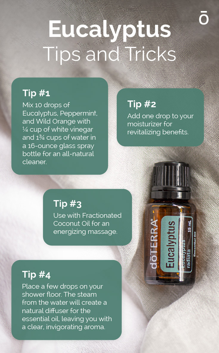 doterra's tweet photo. Eucalyptus is one of the most popular essential oils in the industry due to it's versatility and distinctly refreshing aroma! https://t.co/aTaQAgBraB
