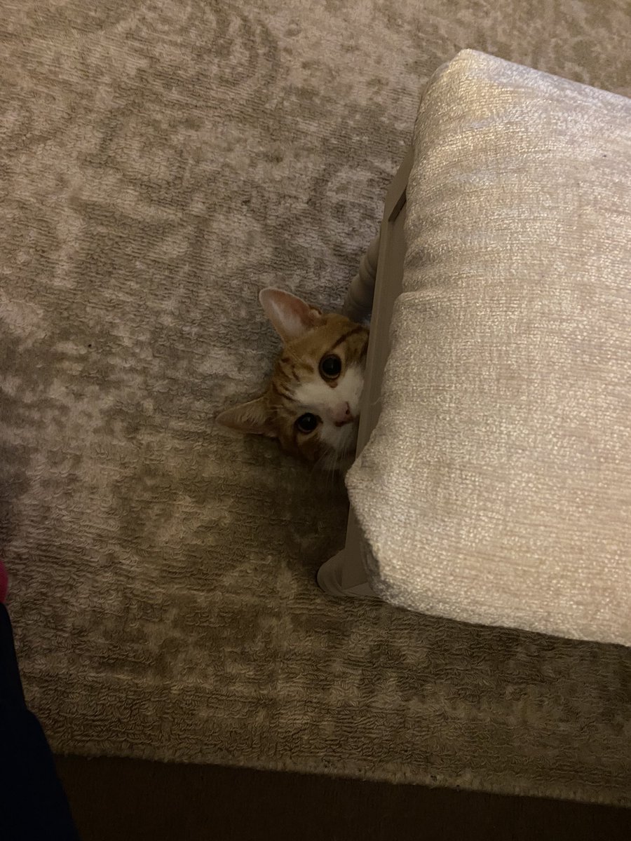 KentheCat4's tweet photo. What ya up to #CatsofTwittter #FridayFeeling https://t.co/UAeM0v2liK