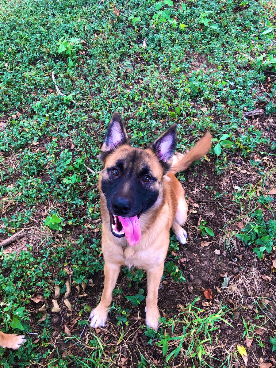KimDominguez_'s tweet photo. I can’t have shit in this house
#dog4sale https://t.co/ASsMY7xRWh