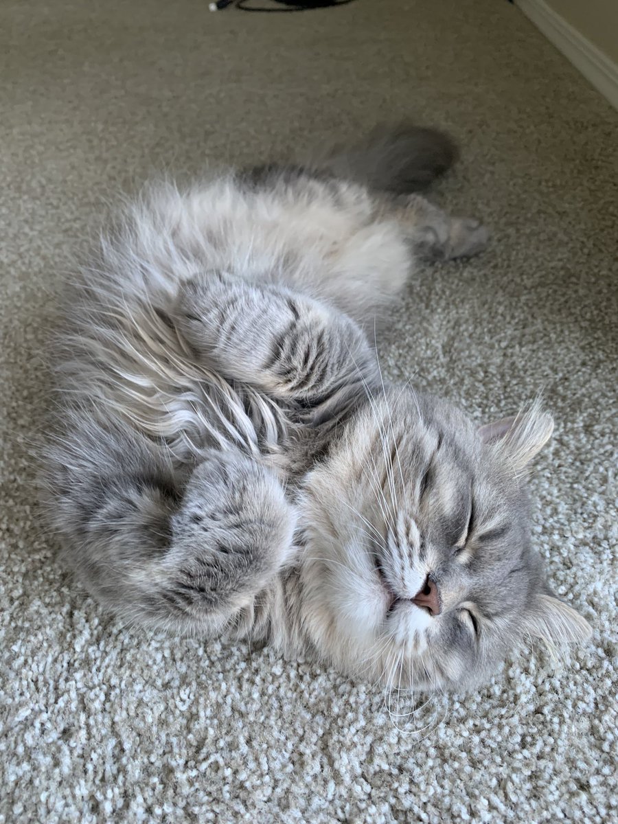 NoOne1303's tweet photo. Meow 😸 https://t.co/Oks8X8VNCl