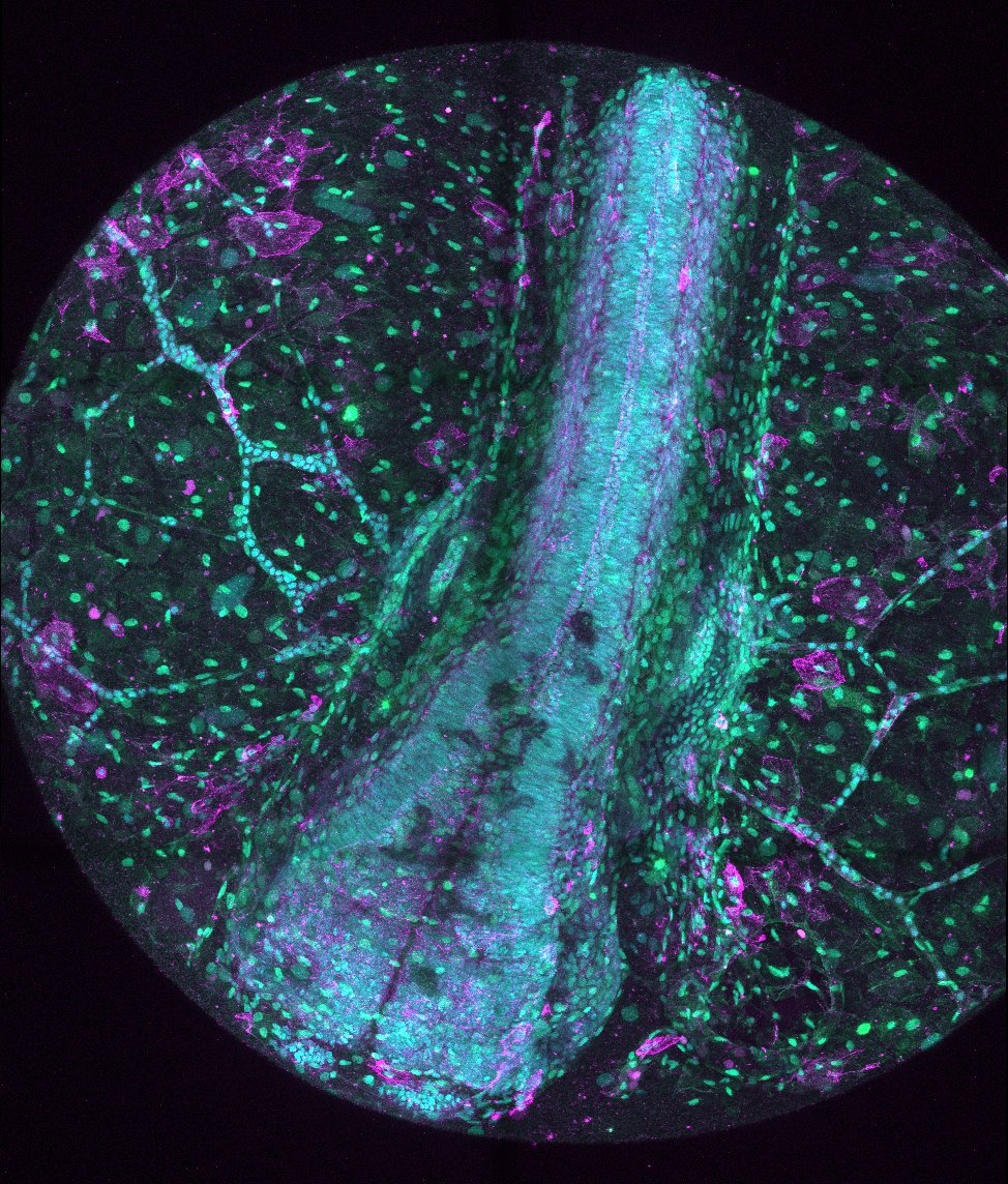 Our lab manager <a href="/lauramstumpy/">Laura Stump</a> test drives our new LSM 900. #FluorescenceFriday