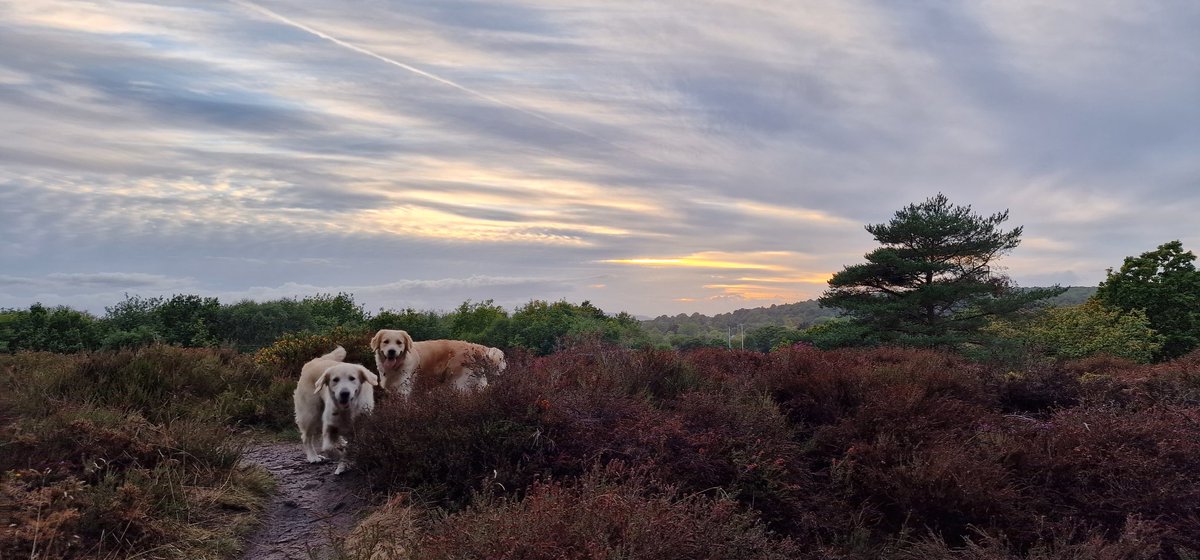Two little posers #perfectmodels ❤️ #dogsoftwitter