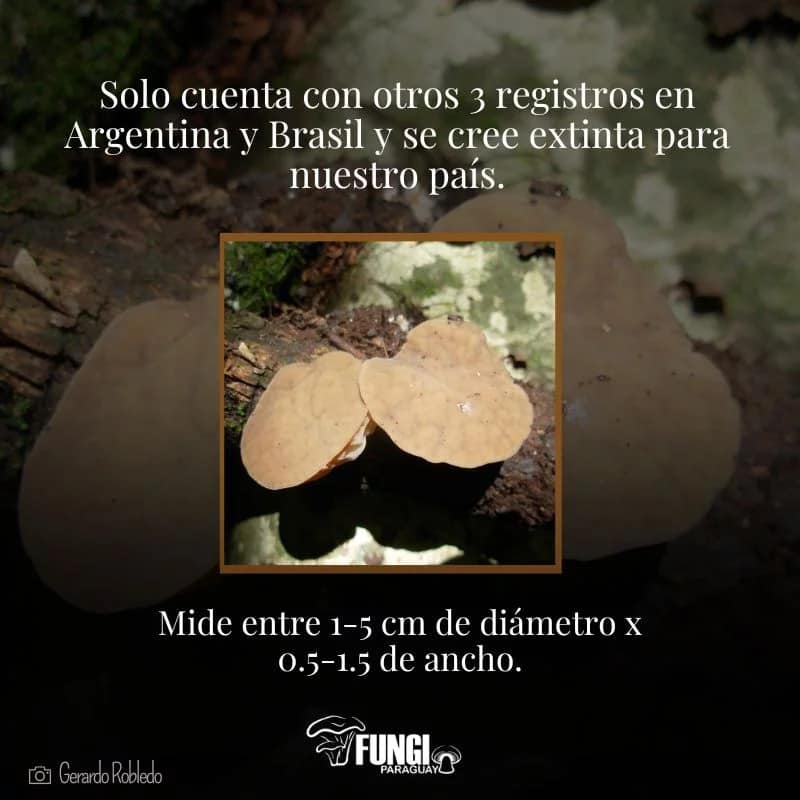 Drunken_Forest's tweet photo. Se busca! Rickiella edulis es una especie categorizada como Amenazada por la IUCN desde el 2020.🎥La última vez que fue registrada en Paraguay fue en 1880 cerca de Yaguarón por Carlos Spegazzini. Si la encuentran, pueden reportarla en Fungi Paraguay https://t.co/d5vUrI3aap https://t.co/HLYjJzPZOL