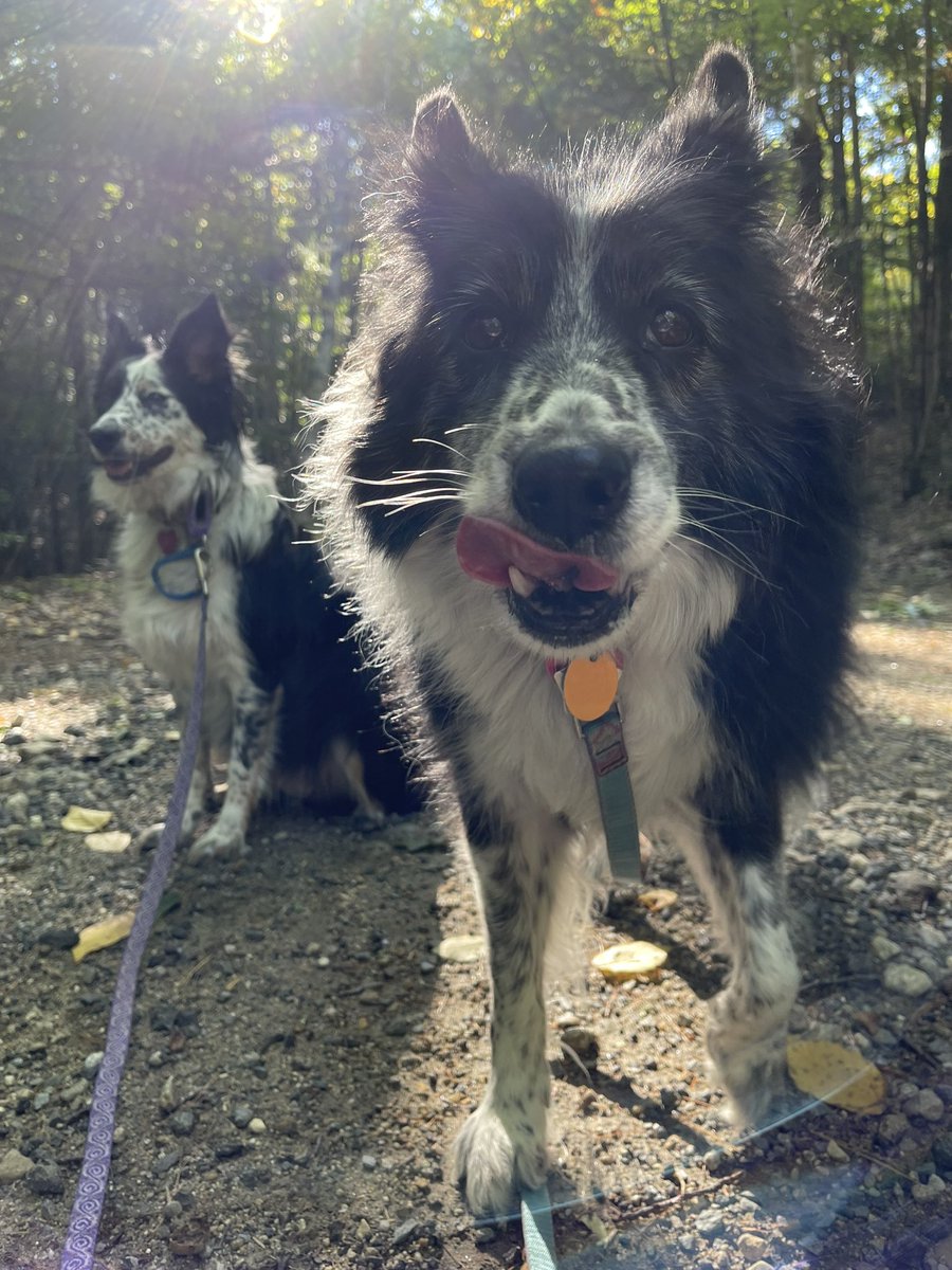 RedDogPetCare's tweet photo. Did someone say cookie? 🍪 

📷: Sadie and Lucy https://t.co/nn8Hr6Etfh