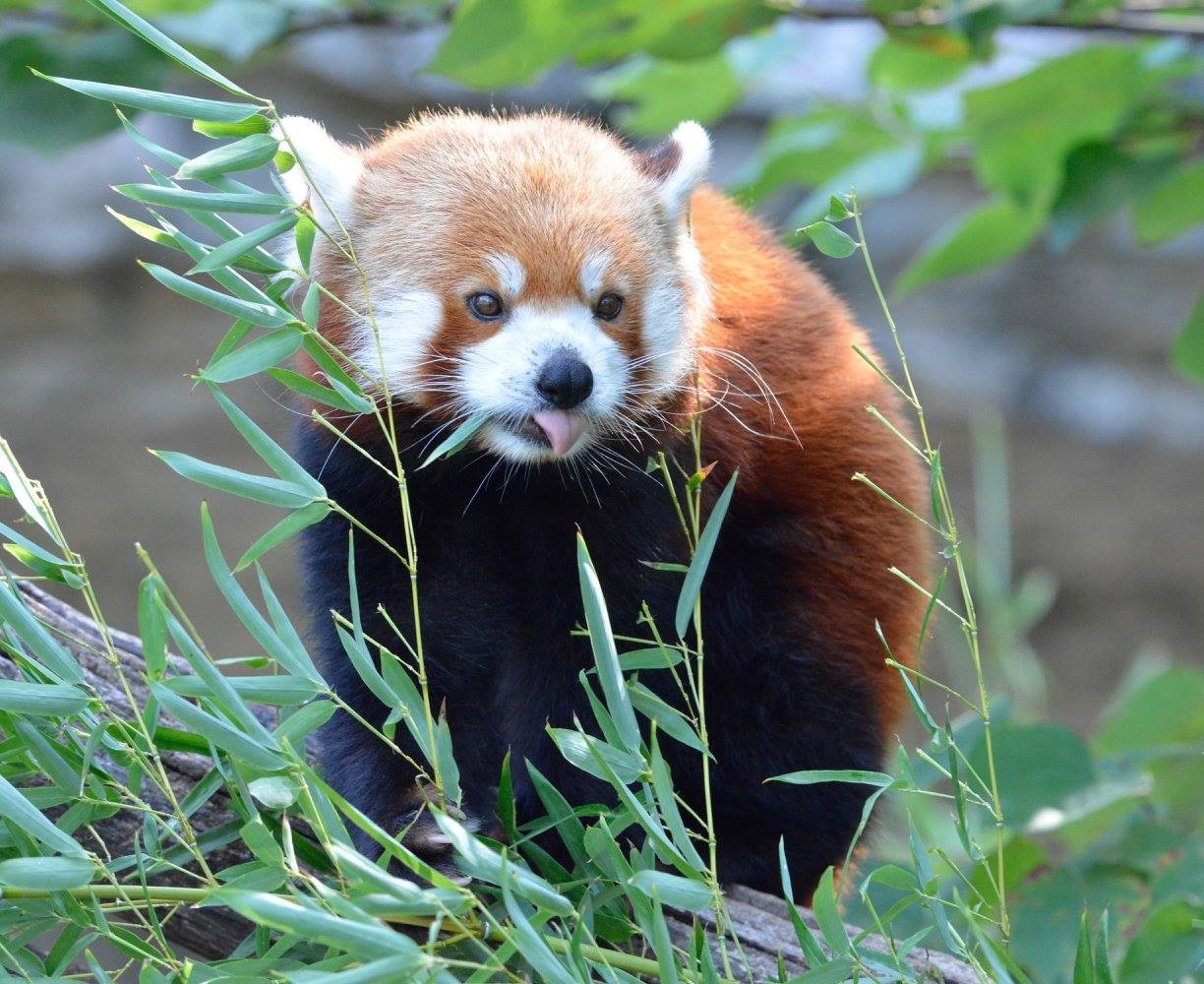 Saint Louis Zoo on Twitter "Red pandas are classified as carnivores