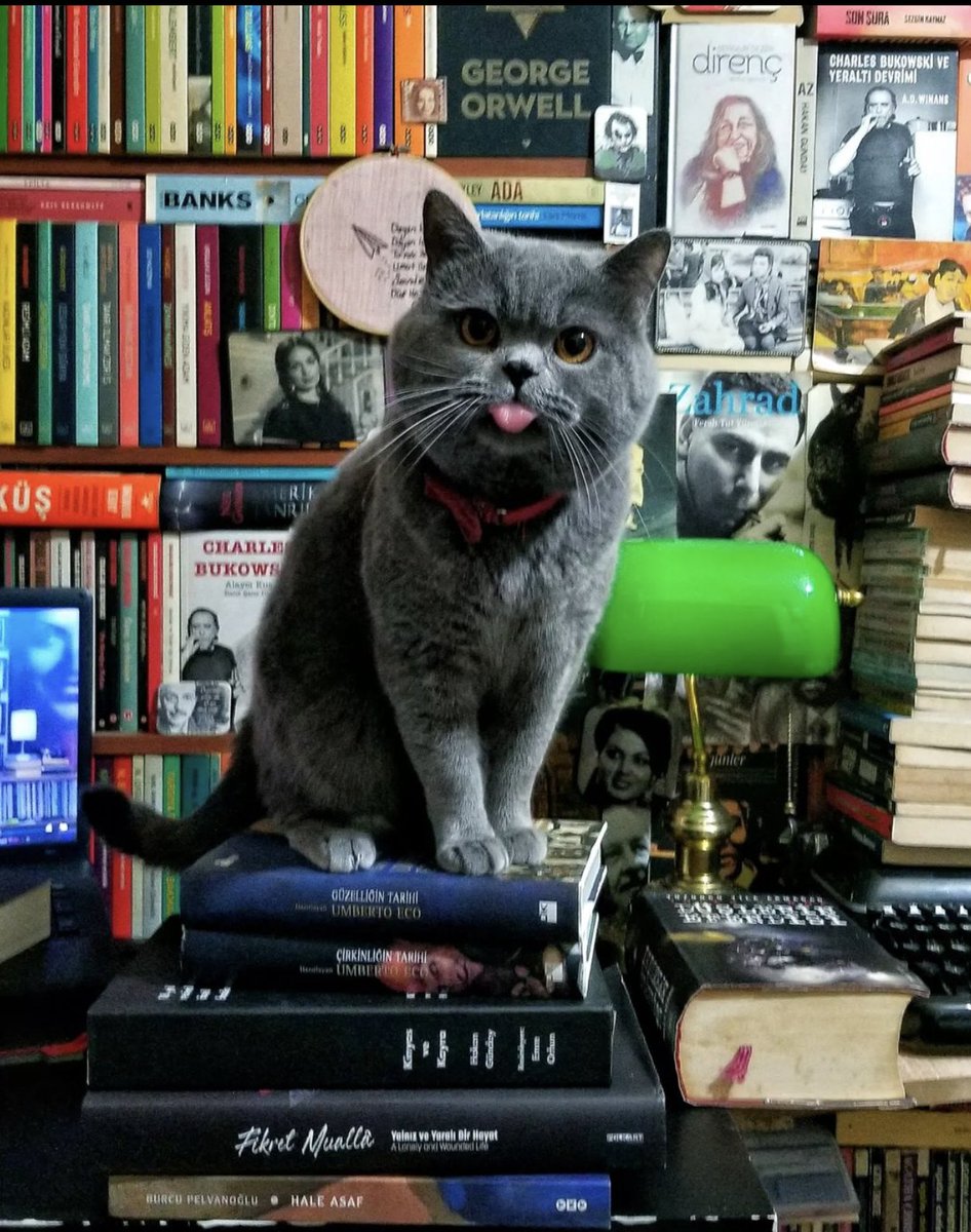 Kitap kurtlarını Tapınak Sahaf'ı takibe davet ediyoruz. 🙏

Fotoğraftaki şahıs patronumuz oluyor.
RT desteği verirseniz seviniriz. ❤️