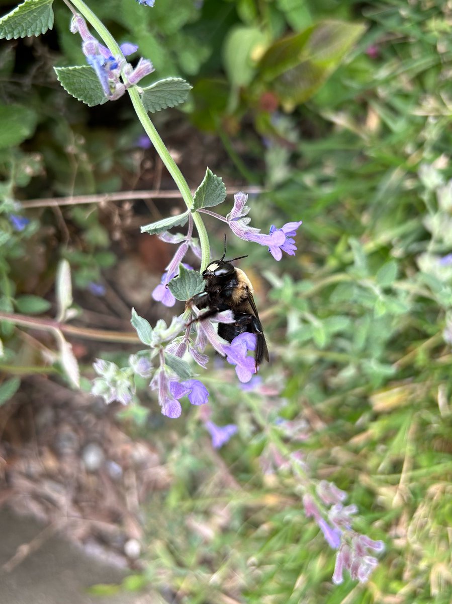 Pour one out for this hom-bee 😭