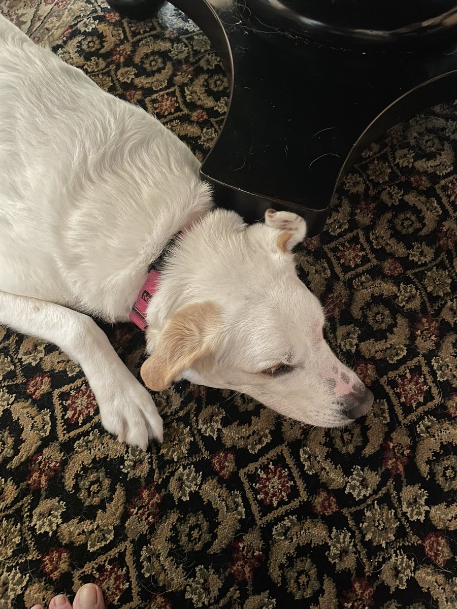 Not a huge fan of storms and heavy rain and wind. #rescuedogs
#servicedogs
# DogsOfTwitter
#TherapyDog
#PetTherapy
