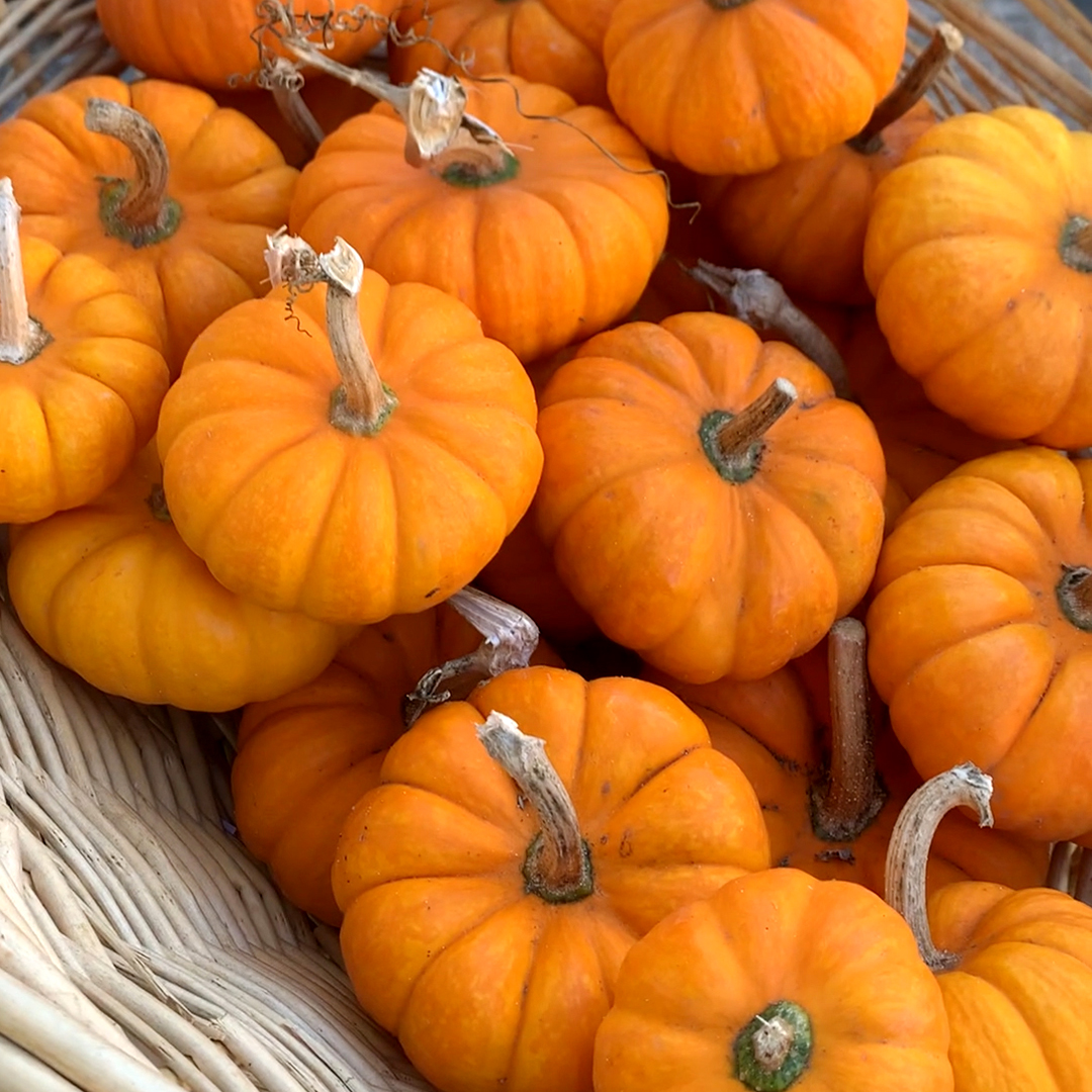 Giving you pumpkin to talk about: these gorgeous gourds #FreshFromOurFriends @tuttifruittfarm. 🎃