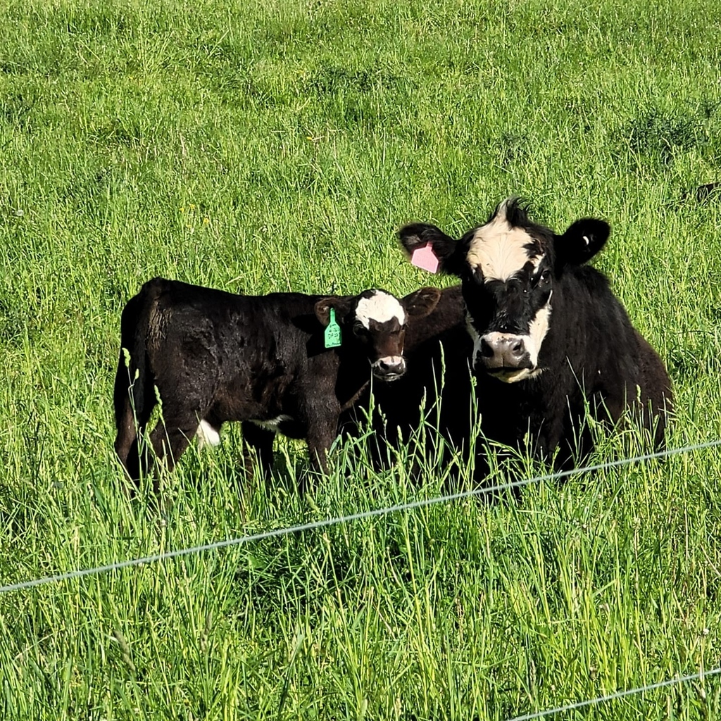It's #FarmPhotoFriday! These two make quite the pair! 😍⁠
📷️: Sue Olson⁠
⁠
⁠
#beef #beeftogether #nybeef instagr.am/p/CjJPL6CLqmz/