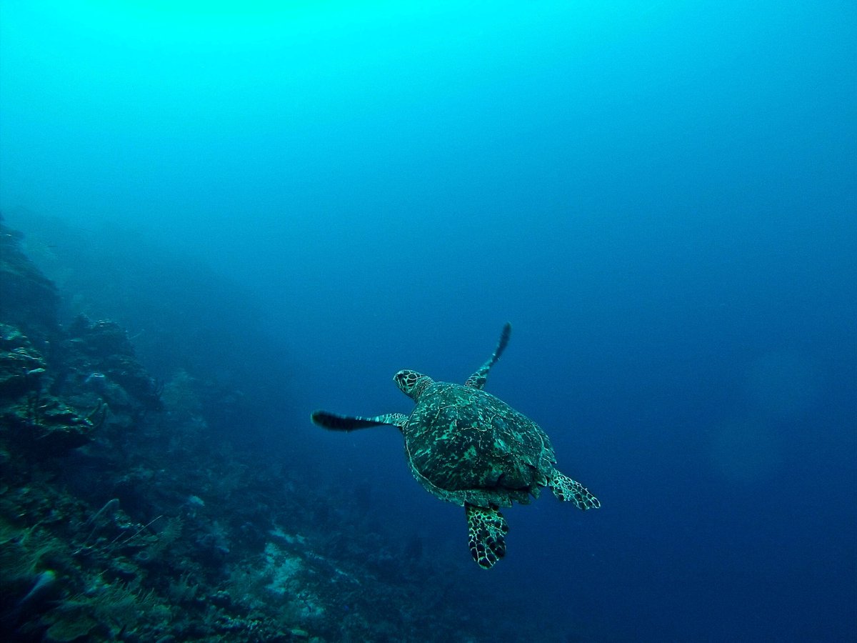 'Many of us ask what can I, as one person, do, but history shows us that everything good and bad starts because somebody does something or does not do something.' @SylviaEarle Photo by Erin Simmons