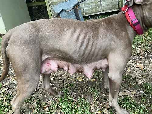 Animal Adoptions UK 🐕‍🦺🐈🐎❤️ tweet media