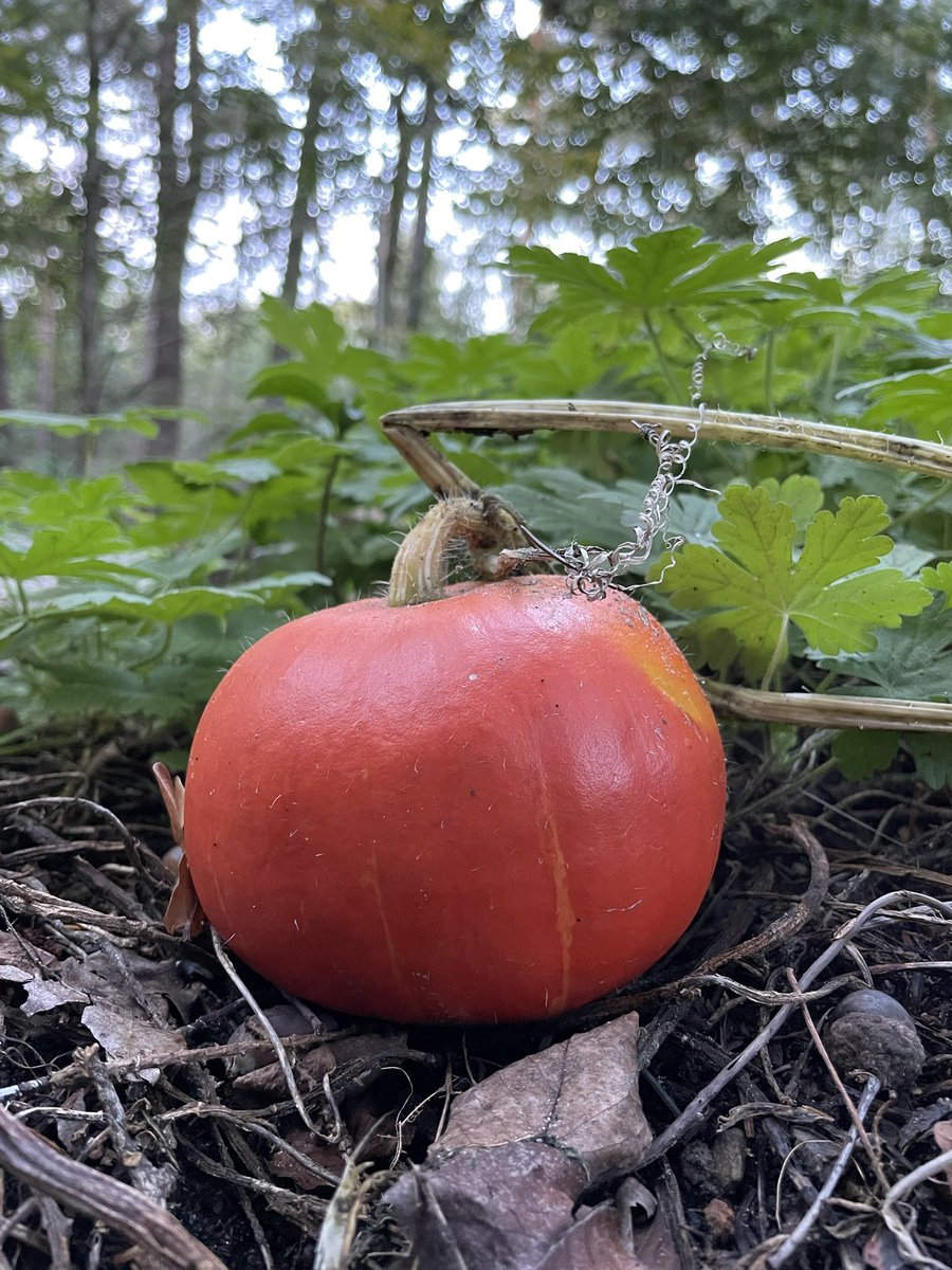 Mini pumpkin…wonder what to make with it? 🎃