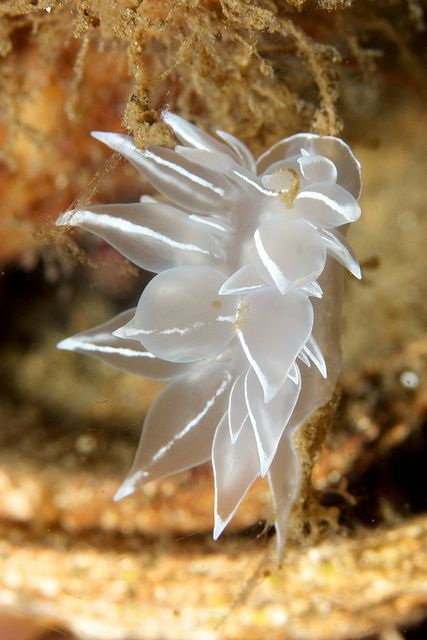 SeaSlugDaily's tweet photo. The sea slug of the day is the Alabaster Nudibranch! ( Dirona albolineata)
They're found in cold waters in the Eastern Pacific! https://t.co/NuY8c3helo