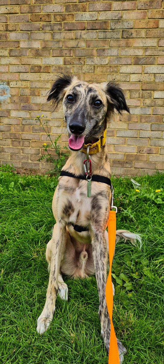 Hey everybody.... my names Bailey, I'm Zeros new brother I hope ypu look forward in seeing me more often 🥰🥰
#saluki #sighthound #dogsoftwitter
