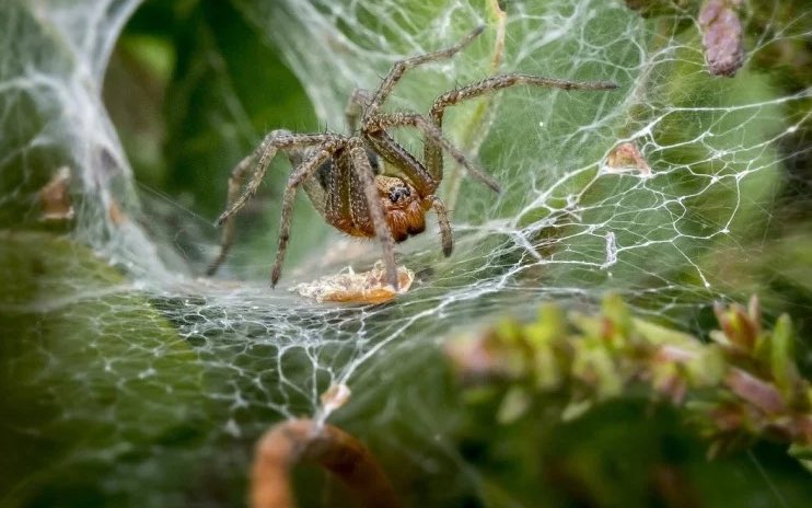 spiderbitez's tweet photo. @termite1871 This is me with ur mom rn https://t.co/wI2bQBuUoG
