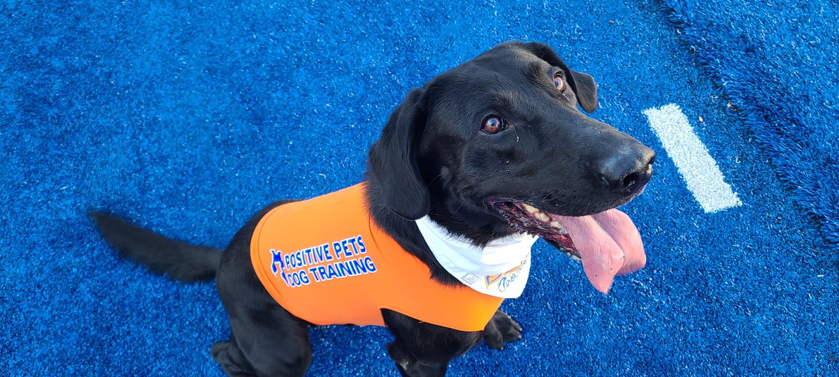 Blitz is ready to meet his awesome fans! Comes come see us at the BSU big B for photos from 3 to 4! I'll see you then! #bestboybliyz #BSU #boisestateuniversity #footballseason