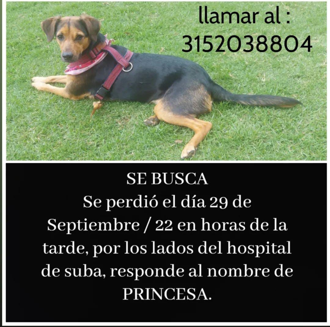 LatiaMayi's tweet photo. Por favor difundamos hasta el día en que Princesa regrese a su familia. @Marce_Tabares @MONYRODRIGUEZOF @Margaritarosadf @losbuscamos_col @andreanimalidad https://t.co/G34pb33EdN