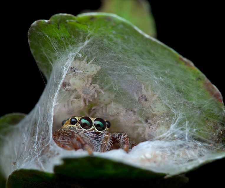 spiderbitez's tweet photo. Jokes on u they just hatched https://t.co/ceZ5b4RJLU