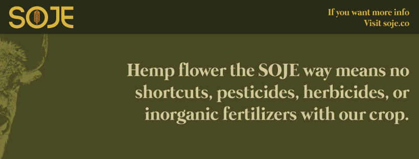 sojehemp's tweet photo. Our Original Blend uses only pure Kąhuxañe Uxra, the Ioway name for #hemp flower. Give it a try. Order a pack on our online shop: #SmokeableHemp #CBDProducts 

https://t.co/caA9eiQ3m6 https://t.co/hxQy5faUuK